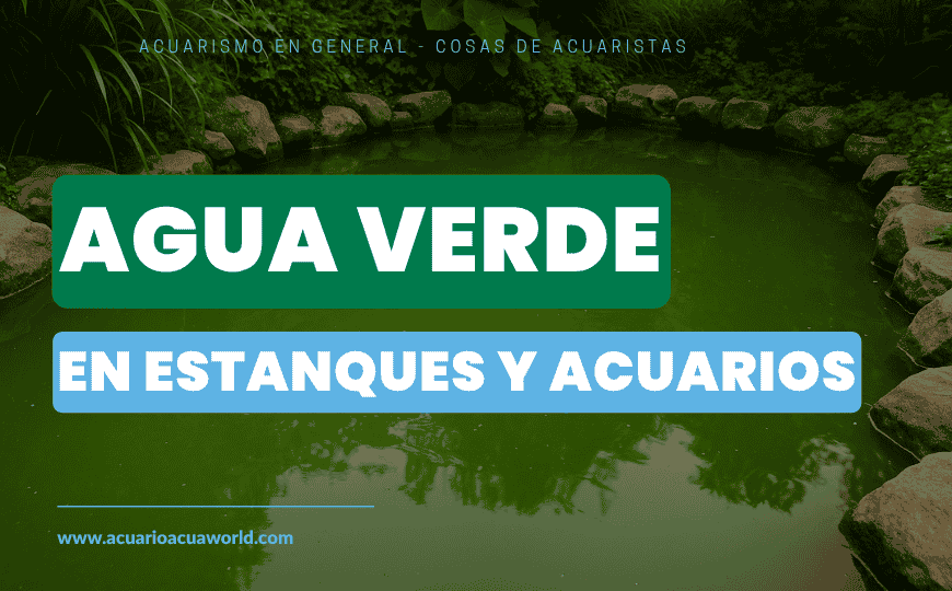 ¿Tu acuario o estaque esta VERDE?